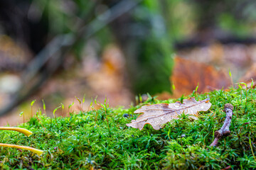 A mighty oak leaf with water droplets on a bed of moist green moss in and autumnal english woodland