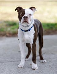 Boston Terrier female puppy with white and brown coat. Off-leash dog park in Northern California.