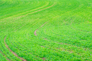 Zig-Zag curved lines of plants in a crop field near Guildford, Surrey in the UK