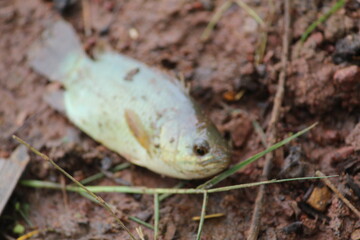 Anbas fish laying on ground during rainy season anabas walking on ground