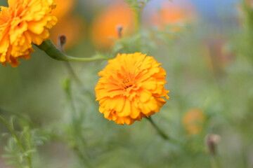 Marigold flower, it is herbaceous plants in the sunflower family
