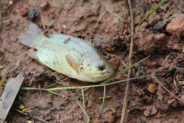 Anbas fish laying on ground during rainy season anabas walking on ground