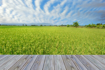 Rice field green grass blue sky cloud cloudy landscape background/Rice field in local area of Thailand/paddy rice field with blue sky and white cloud