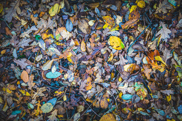 A background photograph of mixed species of vibrantly colored autumn tree leaves on the forest floor of a british woodlands