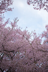 Full of bloom on Japanese Sakura