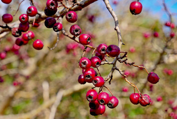 Bacche rosse di biancospino nella stagione autunnale 