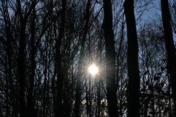 Słońce przebijające się poprzez drzewa (półmrok, późna jesień) © Lancan