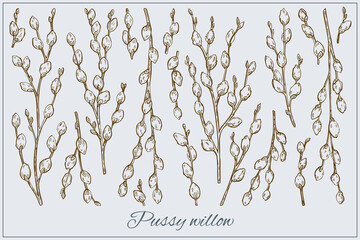 Pussy willow set. Graphic doodle hand drawn sketch style. Botanical illustration for packaging, menu cards, posters, prints. 