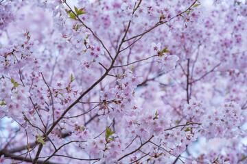 Full of bloom on Japanese Sakura
