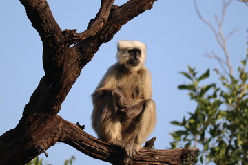 black and white lemur