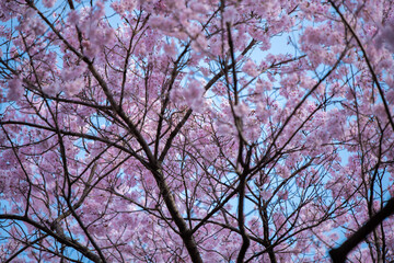 Full of bloom on Japanese Sakura