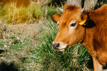 Portrait of a cow in the field with copy-space on the side.