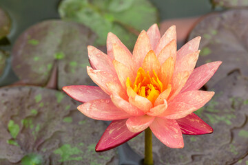 Closeup of beautiful old rose lotus flower.