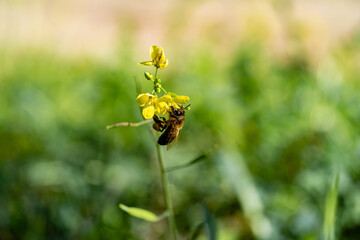 Flying honey bee collecting pollen at yellow flower. Bee flying over the yellow flower in green background
