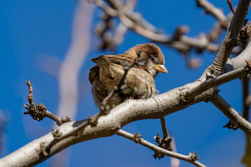 Gorrion ( passer domesticus ) city bird.