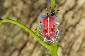 Longan stink bug larva in habitat.