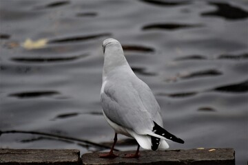 Laughing gull sits on a stone on the shore of a lake