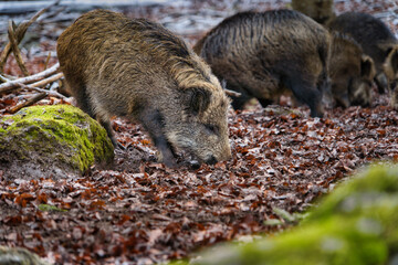 Wildschwein Eber Rudel beim Fressen im Wald im Winter mit Jungtieren