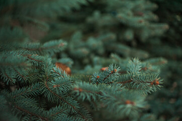 Naklejka na ściany i meble Spruce branches, Christmas tree, spruce branches close-up