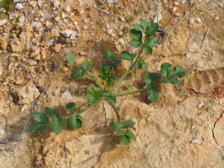 Plant (Pimpinella villosa)