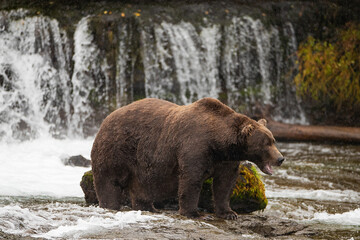 Wild Alaskan Grizzy Bear in water