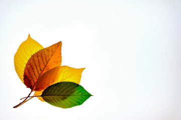 autumn leaves at white background