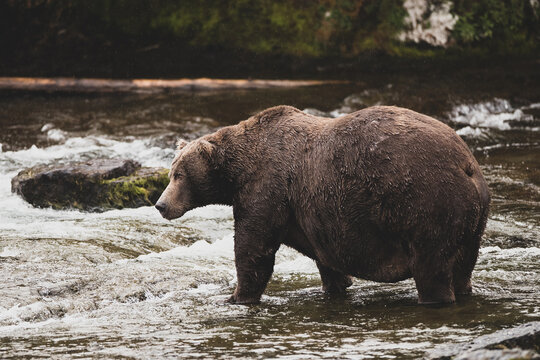 Huge grizzly bear fishing in river