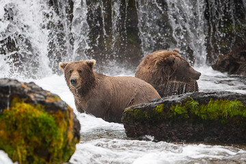 Two wild grizzly bears fishing together in Katmai, Alaska