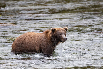 Water pours off face of wet and wild Alaskan Grizzly bear