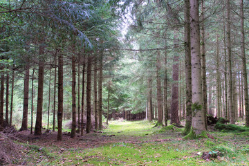 Obraz premium footpath in the woods