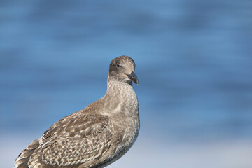 California Brown Seagull