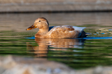 Mallard Anas platyrhynchos Costa Ballena Cadiz