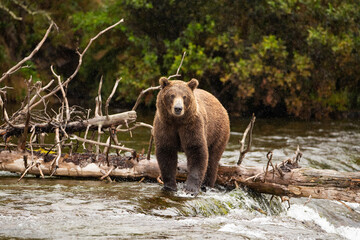 Wild Grizzly Bear in Katmai Alaska
