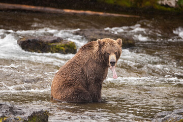 Wild Grizzly Bear in Katmai Alaska