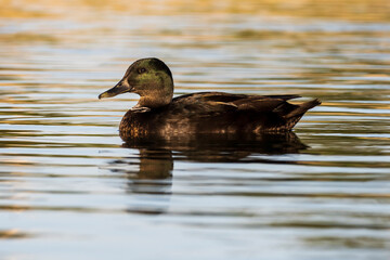 Mallard Anas platyrhynchos Costa Ballena Cadiz
