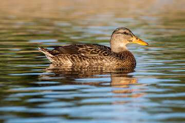 Mallard Anas platyrhynchos Costa Ballena Cadiz