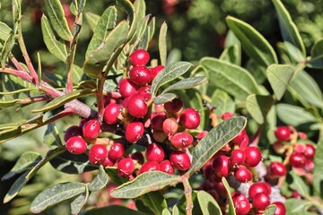Mastic drupes, shrub of the Mediterranean scrub