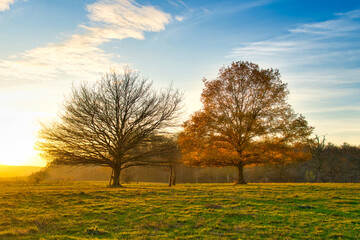 Obraz premium autumn in the park