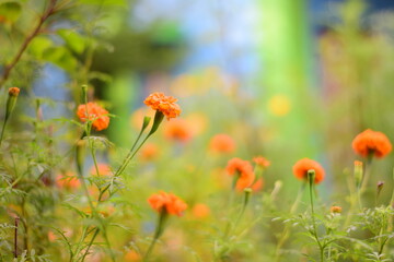 Marigold flower, it is herbaceous plants in the sunflower family