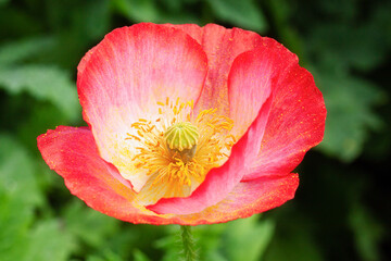 Poppy wild flower blossom.