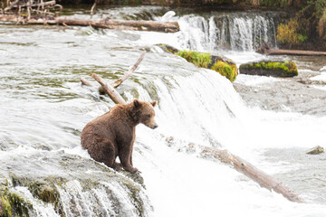 Wild Alaskan Grizzly Bear sitting atop Brooks Falls waiting to catch a salmon in Katmai, Alaska