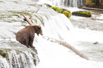 Wild Alaskan Grizzly Bear sitting atop Brooks Falls waiting to catch a salmon in Katmai, Alaska