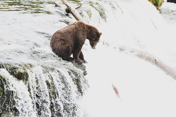 Wild Alaskan Grizzy Bear at Brooks Falls in Katmai, Alaska