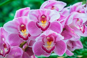 pink orchid flower. Beautiful purple orchids, Dendrobium, with water droplets, in soft color and...
