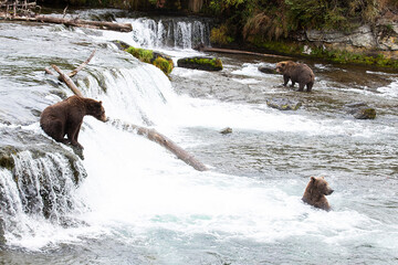 Fototapeta premium Wild Alaskan Grizzy Bear at Brooks Falls in Katmai, Alaska