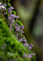 Tiny forest of poisonous brown mushrooms in moss with blurry background. Moody, fairy-tale like macro of toxic fungi