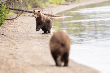 Obraz premium Two wild Alaskan Grizzly Bears on beach at Lake Brooks in Katmai, Alaska