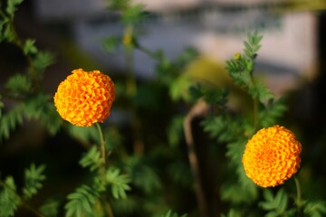 Marigold flower, it is herbaceous plants in the sunflower family