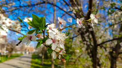 white flowers on a spring tree