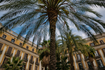 Fototapeta na wymiar palm trees in barcelona